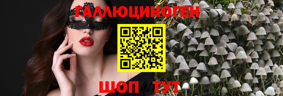 сколько стоит  Вход с VPN  Псков  Псилоцибиновые грибы Psilocybe 